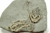 Fossil Crinoid Plate (Three Species) - Crawfordsville, Indiana #371578-2